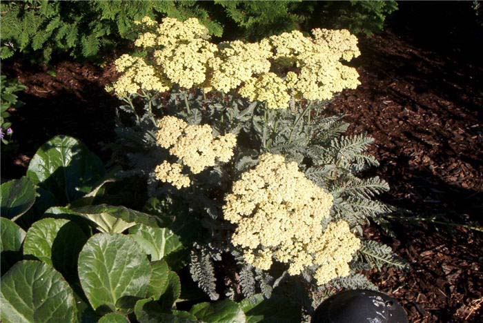 Yarrow, Anthea