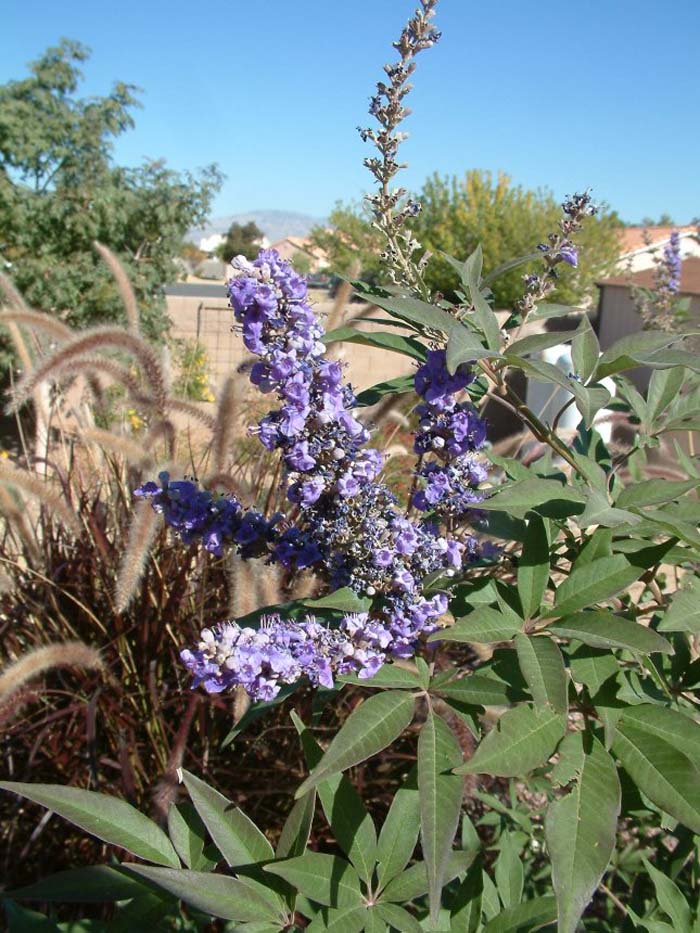 Vitex agnus-castus