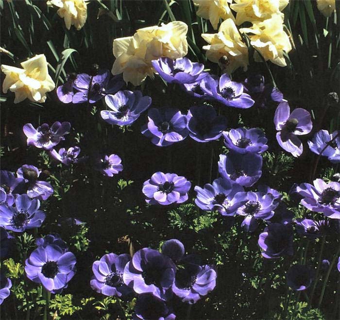 Anemone coronaria