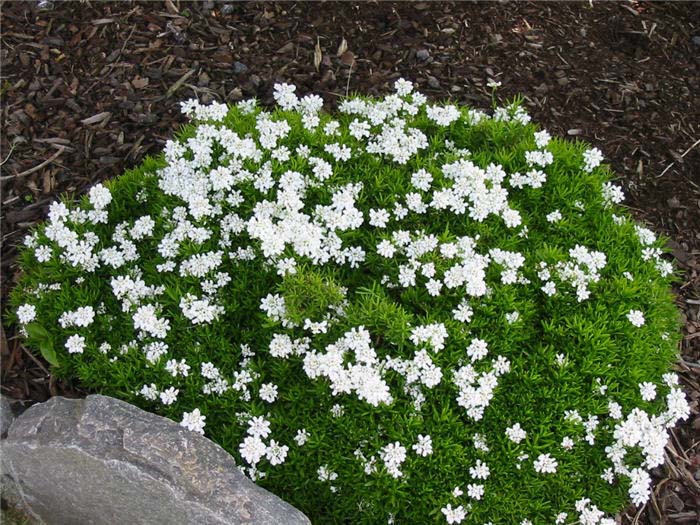 Iberis sempervirens 'Little Gem'