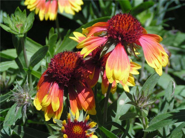 Gaillardia aristata