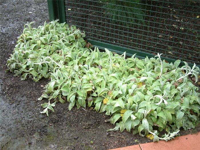 Stachys byzantina 'Primrose Heron'