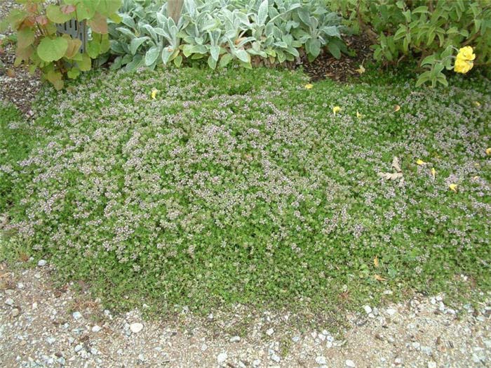 Thymus praecox arcticus