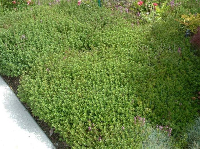 Thymus praecox arcticus 'Purple Carpet'