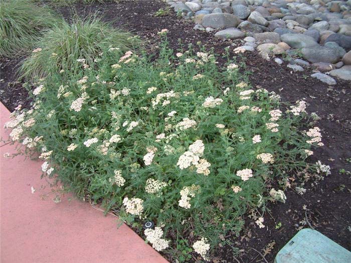 Achillea millefolium 'Pink Island'