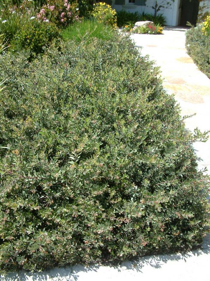 Arctostaphylos pajaroensis