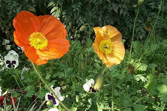 Poppy, Iceland