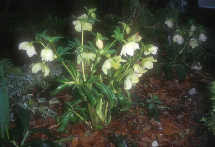 Hellebore, Christmas Rose