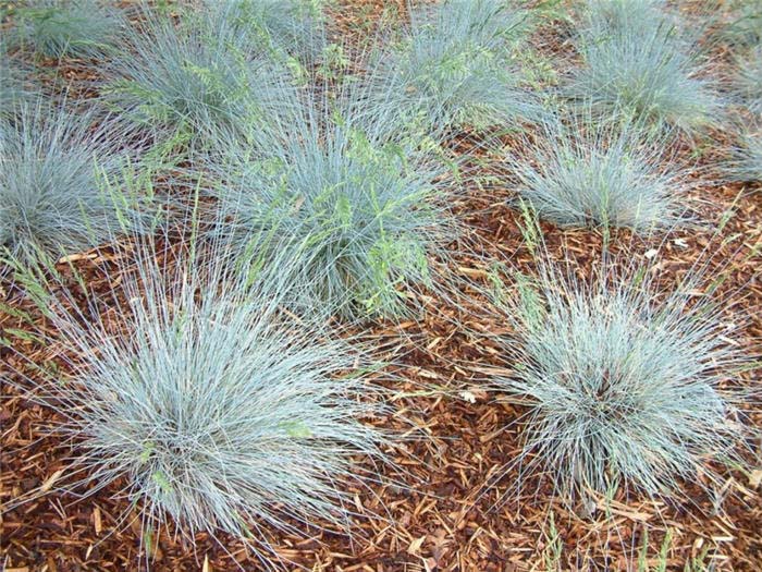 Fescue, 'Siskyou Blue'