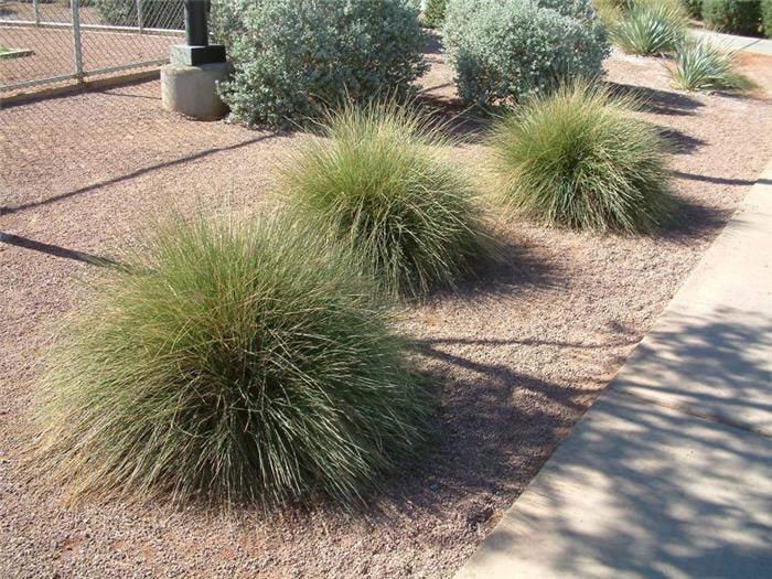 Plant photo of: Muhlenbergia rigens