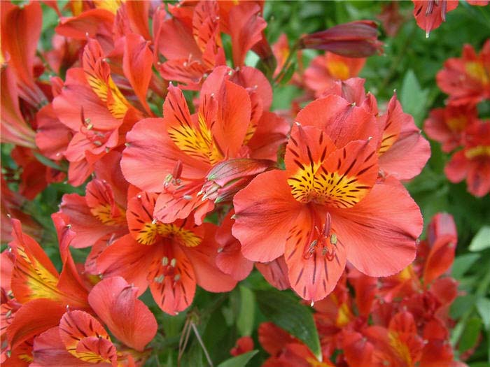 Alstroemeria hybrids