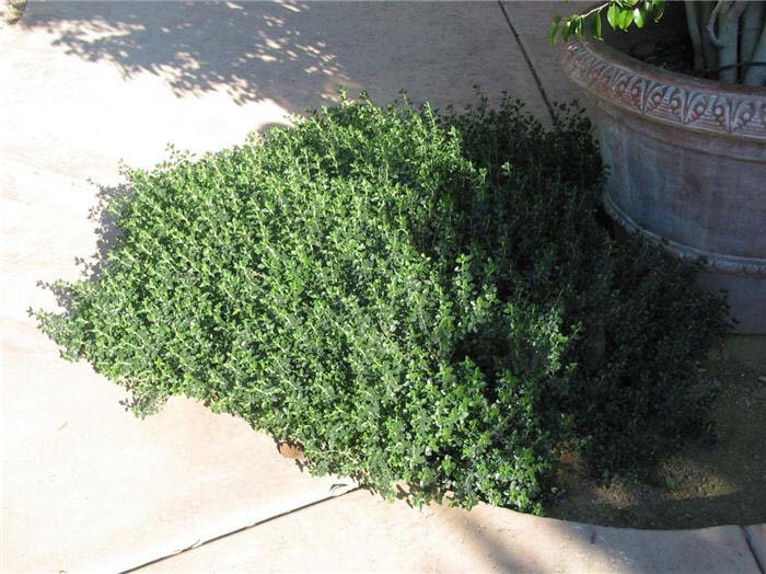 Teucrium X lucidrys 'Prostratum'