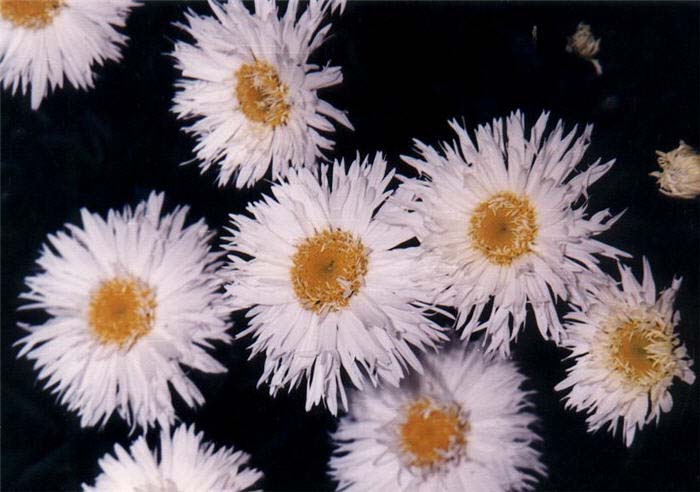 Chrysanthemum maximum