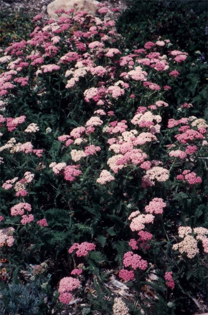 Achillea millefolium 'Rosea'