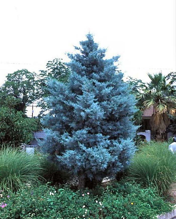 Cupressus arizonica 'Compacta'