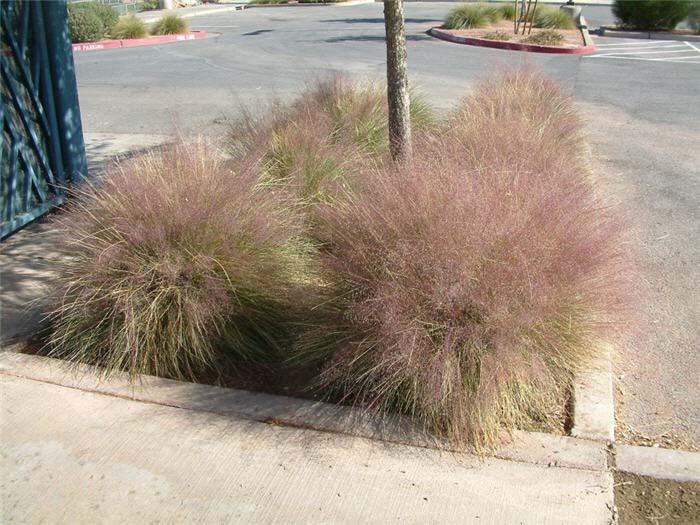 Álbum de graduación clase Demostrar Muhlenbergia capillaris 'Regal Mist'