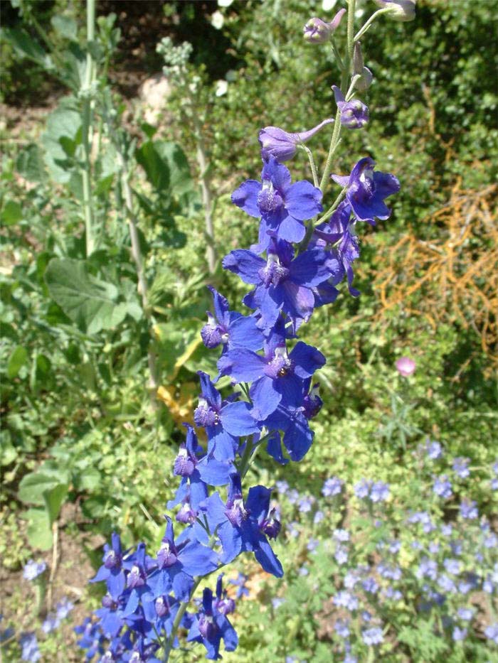 Delphinium elatum 'Blue Bird'