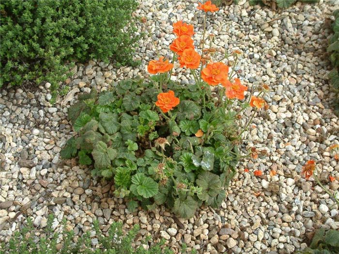 Plant photo of: Geum coccineum