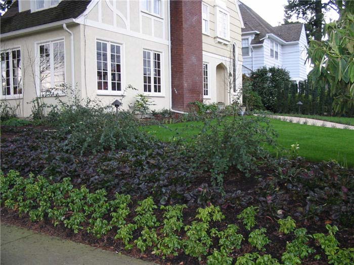 Plant photo of: Ajuga pyramidalis 'Metallica Crispa'
