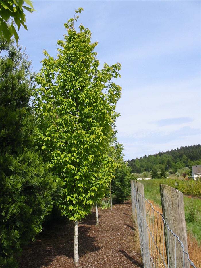 Carpinus betulus 'Frans Fountaine'