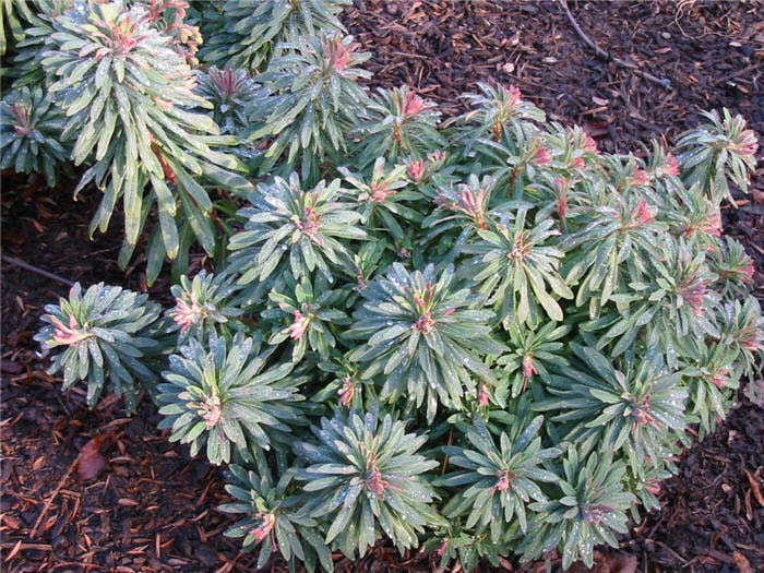 Euphorbia Rudolph