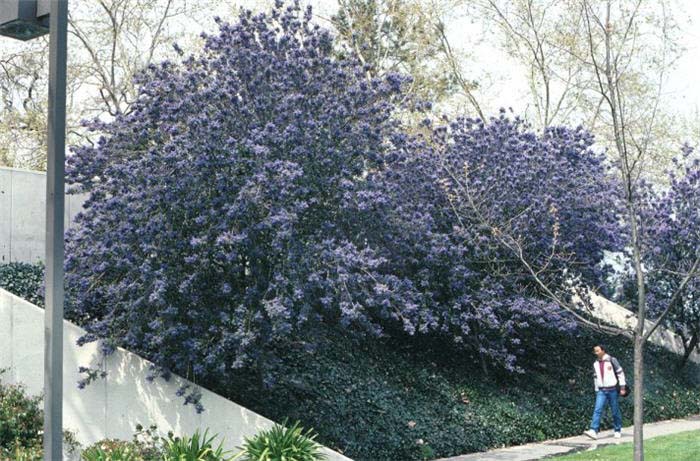 Ceanothus 'Ray Hartman'