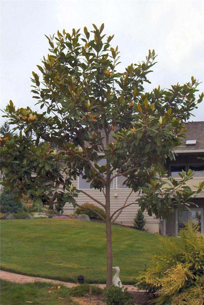 Plant photo of: Magnolia grandiflora 'Edith Bogue'