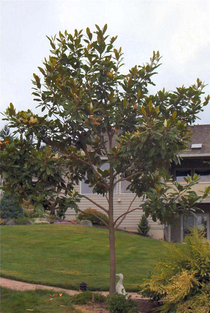 Magnolia grandiflora 'Edith Bogue'