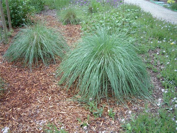 Lindheimer's Muhly Grass