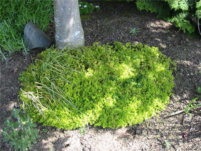 Thymus X citriodorus 'Aureus'