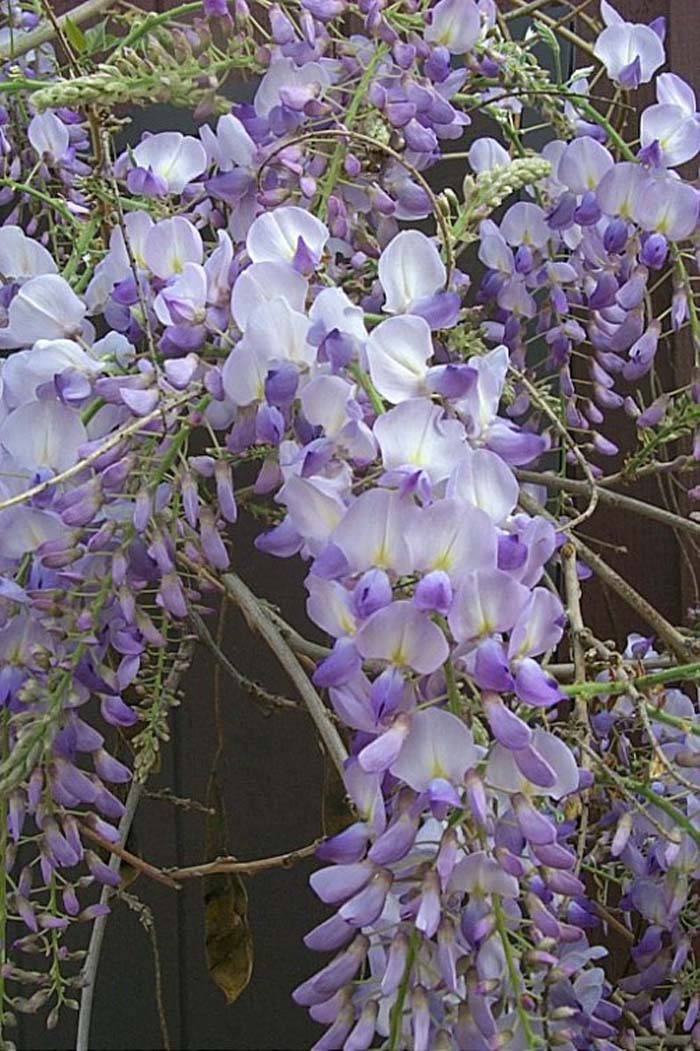 Wisteria, Chinese