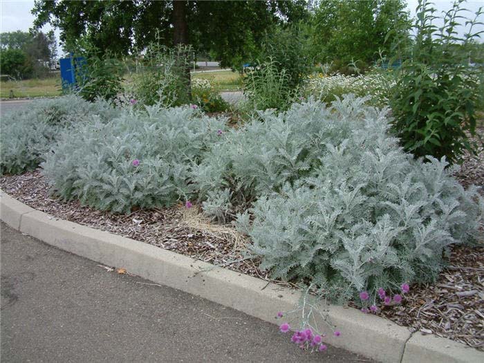 Centaurea gymnocarpa