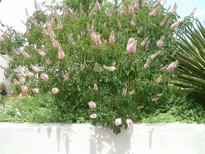 Aesculus californica 'Canyon Pink'