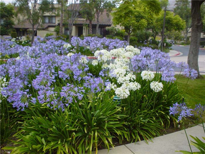 Plant photo of: Agapanthus hybrids