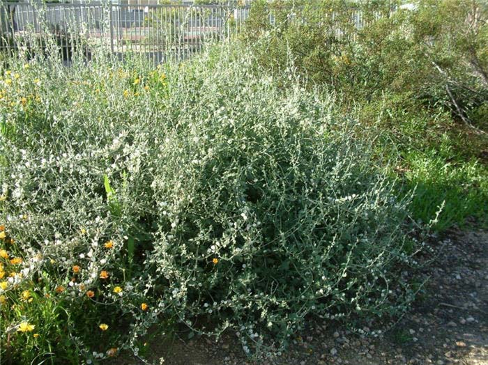 Plant photo of: Sphaeralcea ambigua 'White'