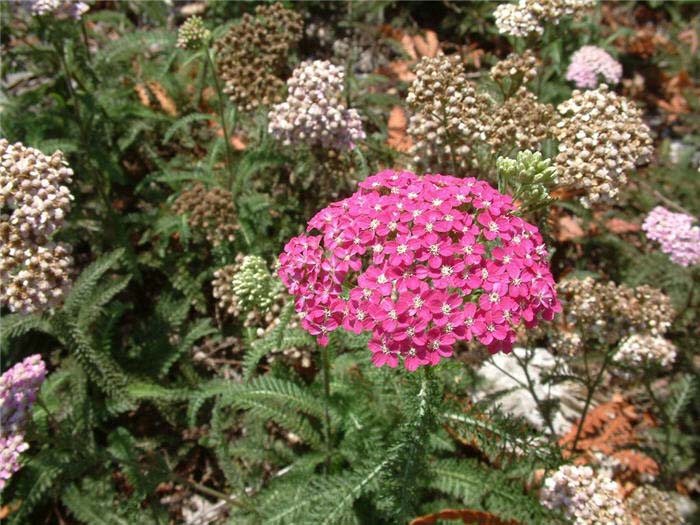 Achillea millefolium 'Cerise Queen'