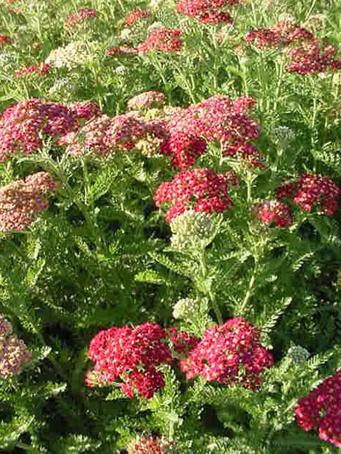 Achillea millefolium 'Paprika'