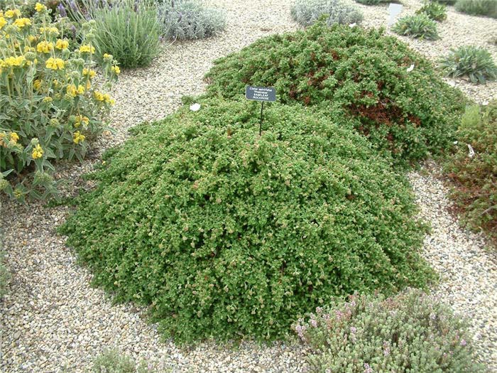 Cistus salviifolius 'Prostratus'