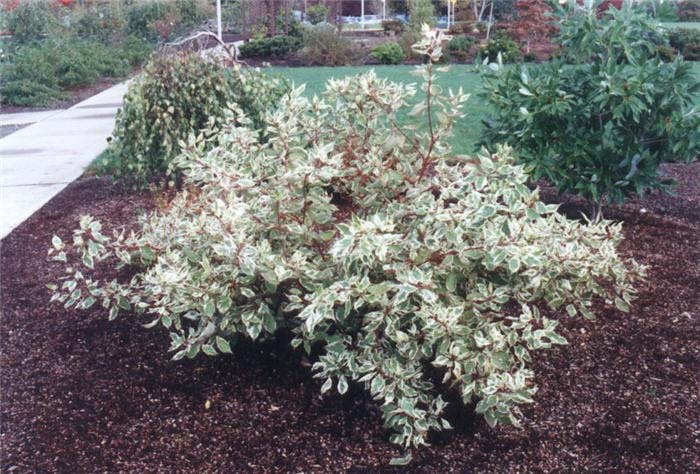 Plant photo of: Cornus alba 'Elegantissima Variegata'