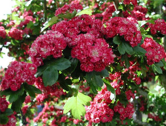 Crataegus laevigata 'Paul's Scarlet'