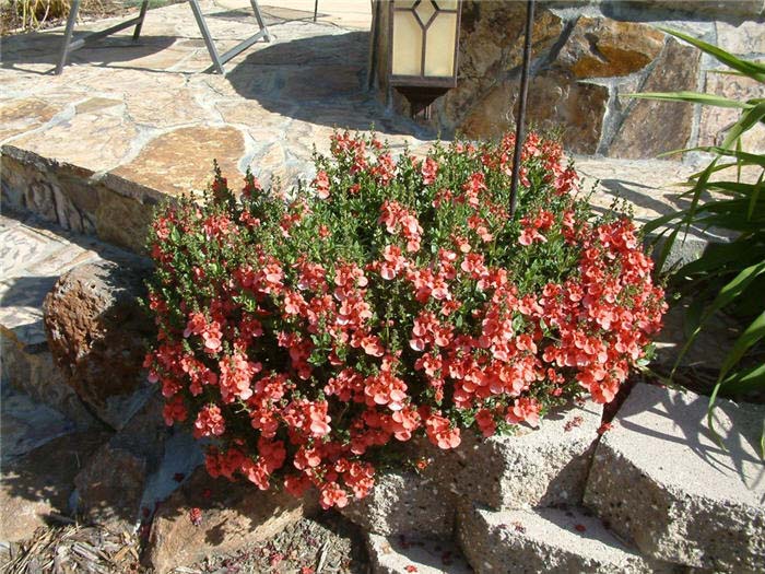 Diascia 'Ruby Fields'