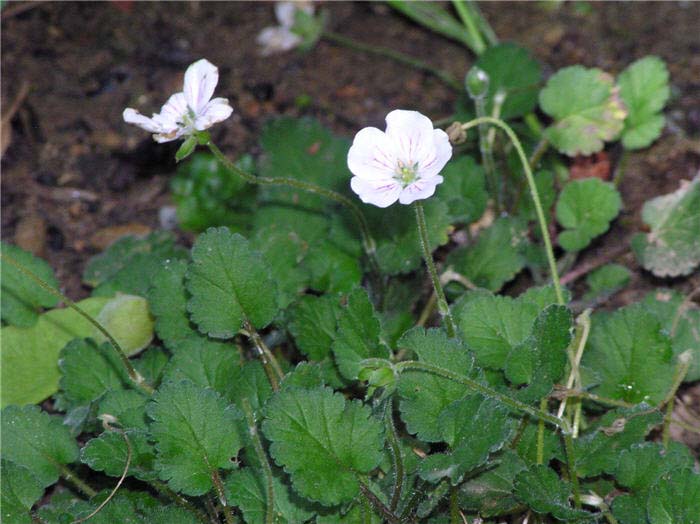 Plant photo of: Erodium hybrids