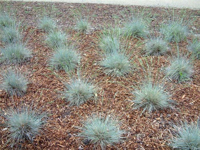 Fescue, California selection