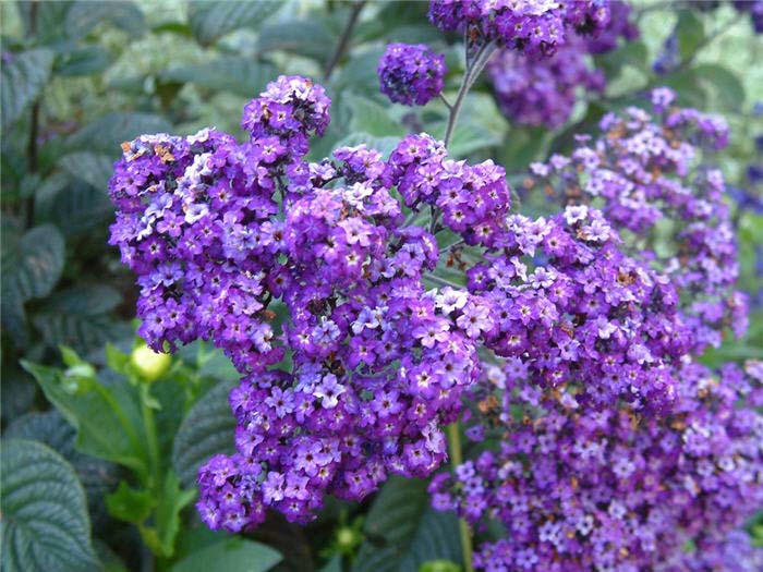 Plant photo of: Heliotropium arborescens 'Black Beauty'