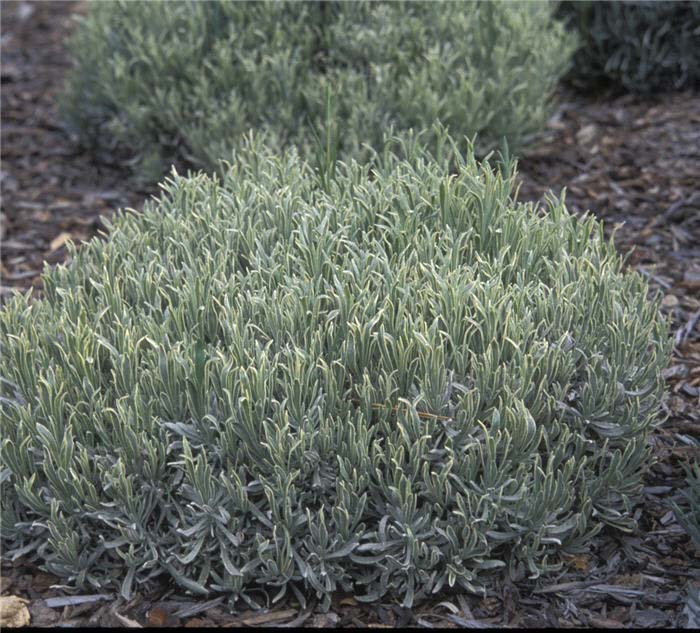 Lavender, Silver Edge