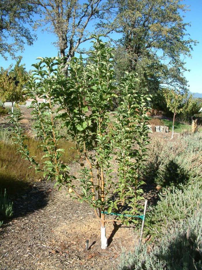 Malus 'Golden Delicious'