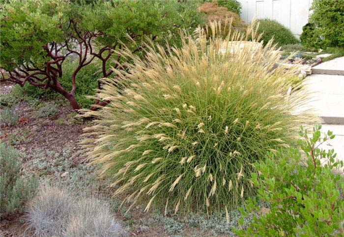 Eulalia Grass, Dwarf Silver