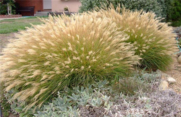 Plant photo of: Miscanthus sinensis 'Little Kitten'