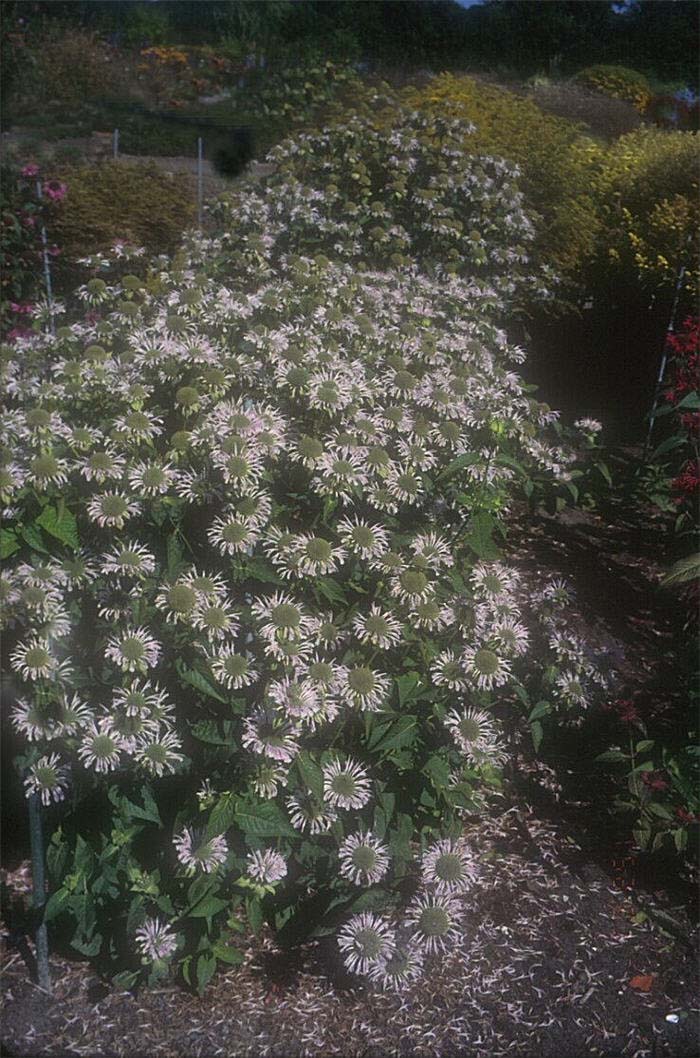 Monarda didyma 'Snow Queen'