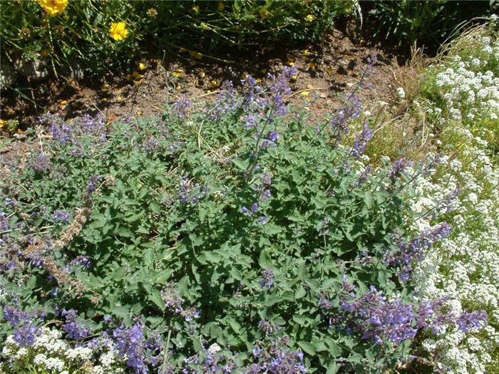 Catmint, Persian